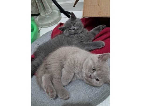 2 aylık british shorthair bebekler