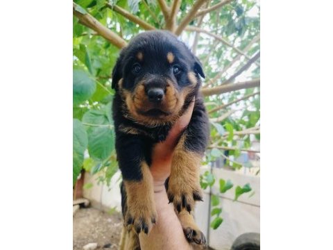Koca kafa erkek rottweiler yavruları