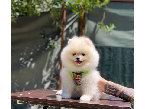 Yakışıklı pomeranian oğluma yuva arıyorum