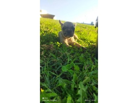 Irk garantili french bulldog