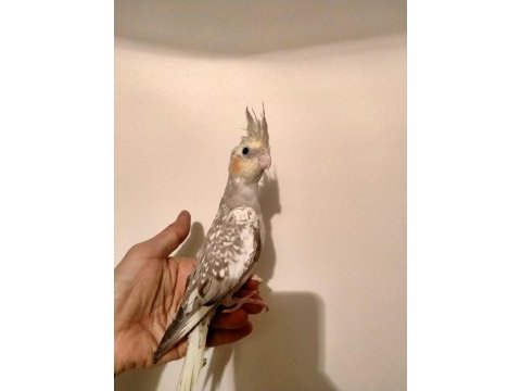 Yavru sultan papağanı