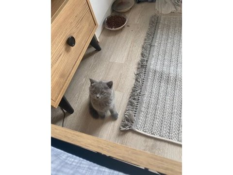 2 aylık scottish fold
