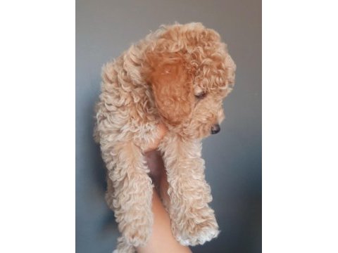 Toy poodle yavrumuz yuvasını arıyor