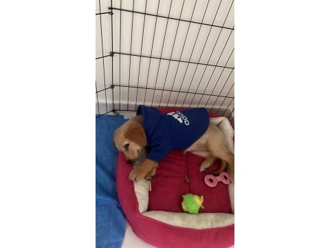 Dişi aşılı eğitimli golden retriever