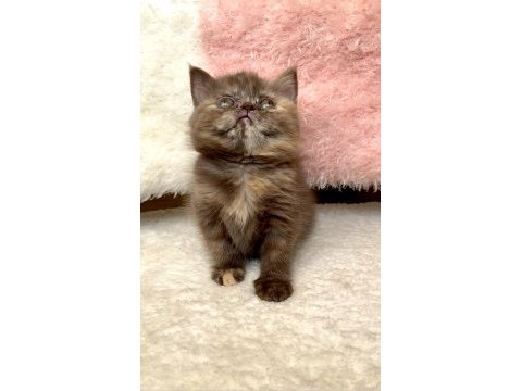 British shorthair dişi karamel renk