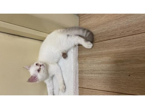 British shorthair bebişlerim yeni yuvalarını arıyorlar