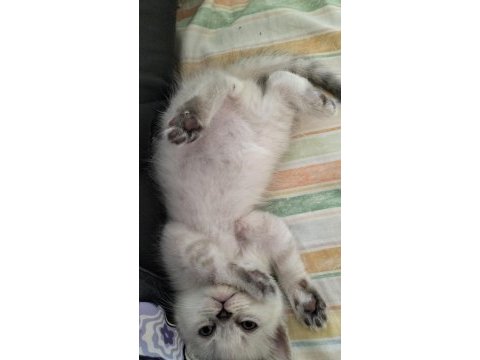 Sağlıklı british shorthair blue point yavrum