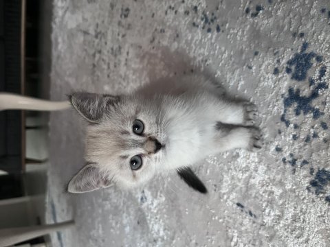 British blue point yavru british shorthair