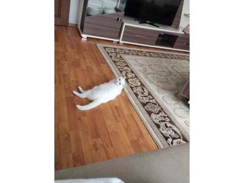 Scottish straight shorthair white dişi