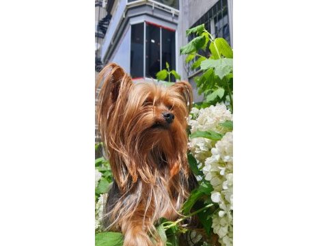 Yorkshire terrier erkek çipli ve sağlıklı