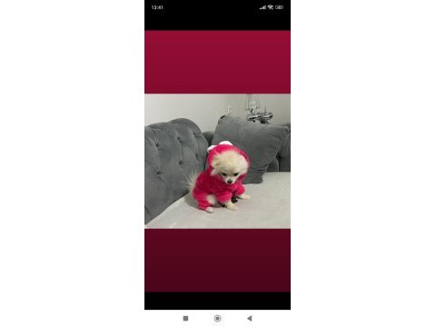 Pomeranian boo 6 aylık