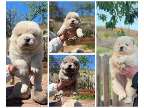 Üst düzey chow chow yavruları