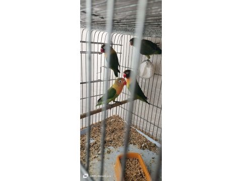 Yavru yetişkin cennet papağanı mevcut