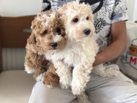 Wc eğitimli maltipoo lar petmode den