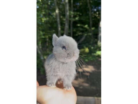 A kalite neherland dwarf tavşan yavrular