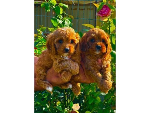 Maltipoo yavruları