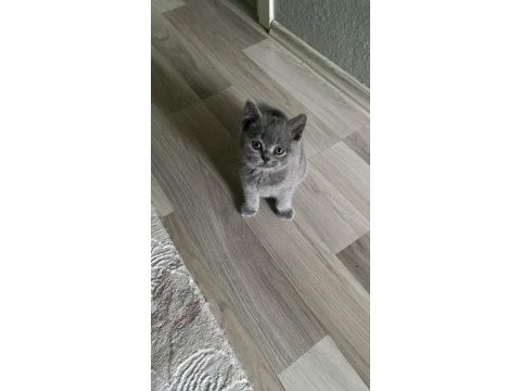 British shorthair