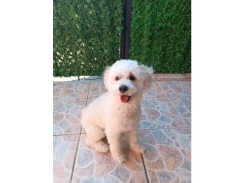 9 aylık maltipoo oyuncu yavrum yeni yuvasını arıyor