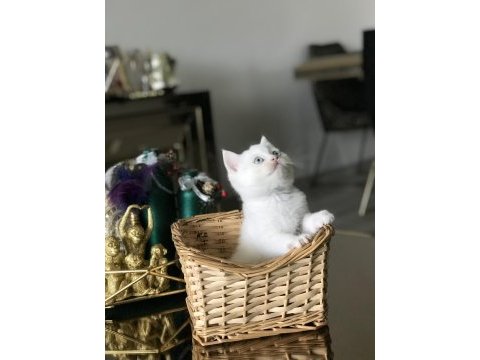Bebek yüz brıtısh shorthair yavrularım 