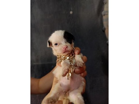 Terrier yavrular