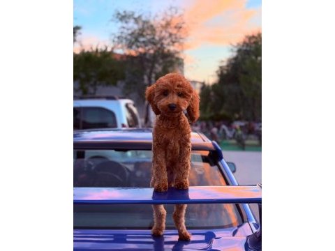 4 aylık erkek poodle pasaportlu