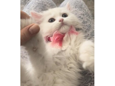 Pamuk british longhair kız