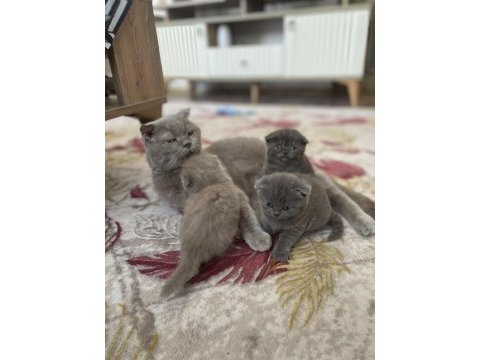 Scottish fold bebekler