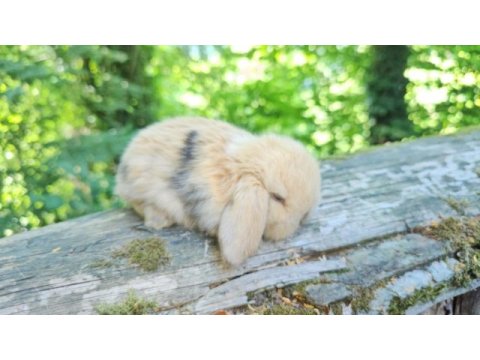 Mini lop ve cüce tavşan bebeklerimiz