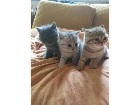 British shorthair yavrularımız