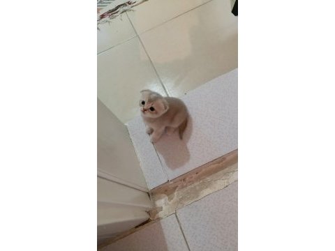 Scottish fold uzun ve kısa tüylü efsane yavrularım