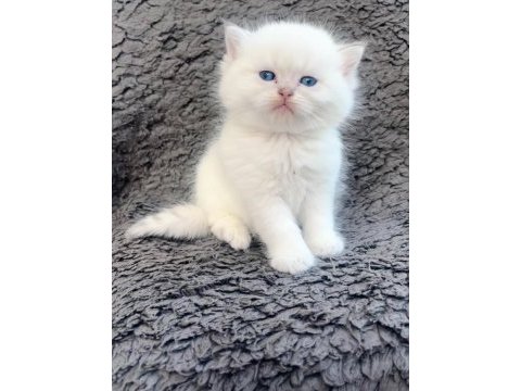 Show kalite british shorthair bebeklerimiz