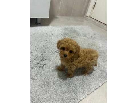 Maltipoo yavrumuz yuva arıyor
