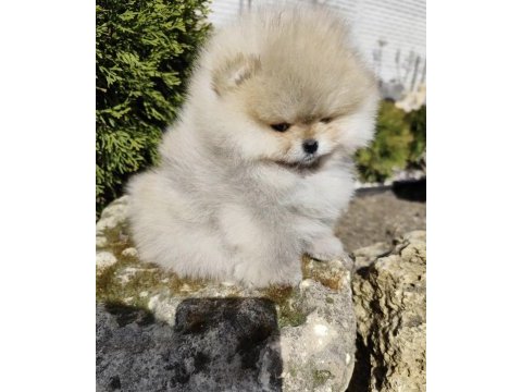 Teddy bear pomeranian