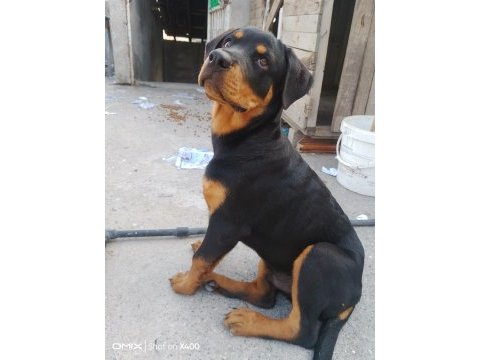 4 aylık erkek rottweiler