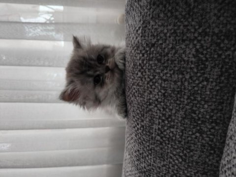 Dişi british longhair kedisi