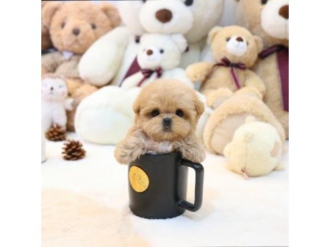 Star maltipoo bebeklerimiz