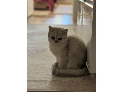 British shorthair prenses kedimiz