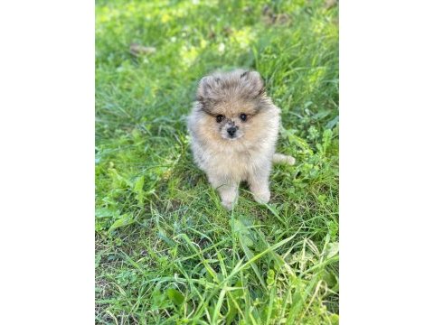 Pomeranian boo özel rengi