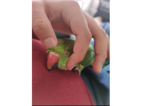 Erkek full evcil pakistan papağanı