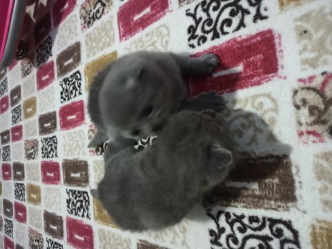 1.6.2023 doğumlu british shorthair yavrularımız