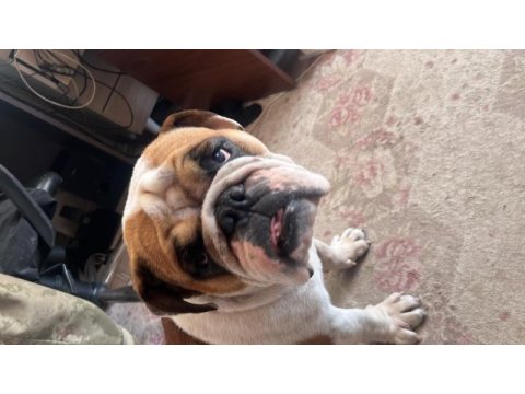 İngiliz bulldog köpeğimiz