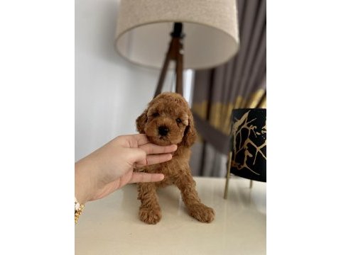 Red erkek toy poodle yavrumuz