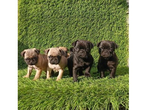 Pug mops kusursuz guzellikler