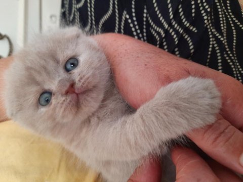 Lilac british shorthair dik kulak kırık kulak yavrularımız