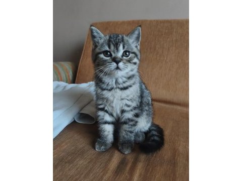 British yavrularımız
