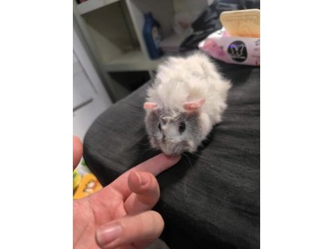 Ginepig evde beslemelik ısırmaz