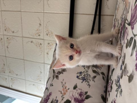 Erkek british shorthair çok tatlı yavru