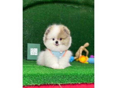 Blacks petshop garantisiyle orijinal pomeranian boo yavrular