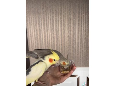 Sağlıklı evcil sultan papağanı çift ve tek