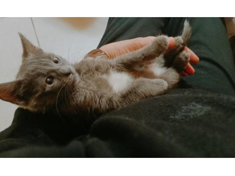 Scottish fold kedim paspası ücretsiz sahiplendiriyorum